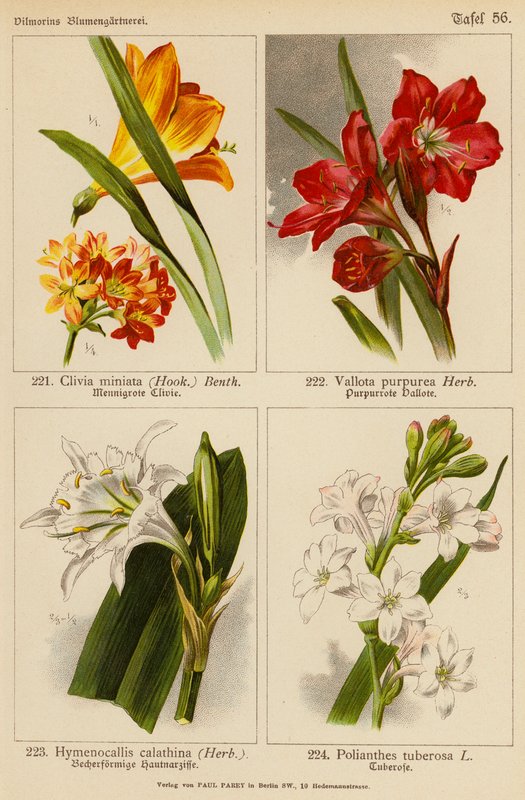 Clivia Miniata, Vallota Purpurea, Hymenocallis Calathina, Polianthes Tuberosa (väri litro). tekijältä (after) German School