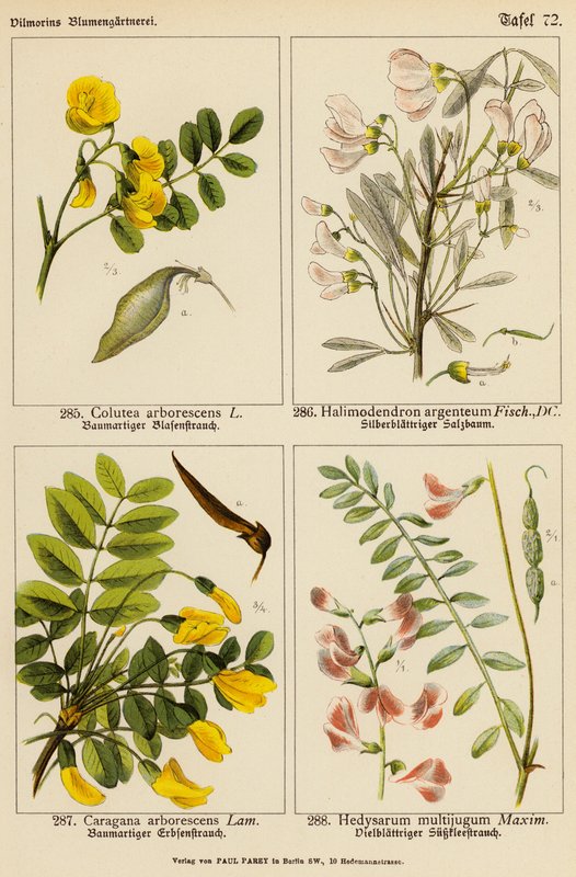 Colutea Arborescens, Halimodendron Argenteum, Caragana Arborescens, Hedysarum Multijugum (väriliitos). tekijältä (after) German School