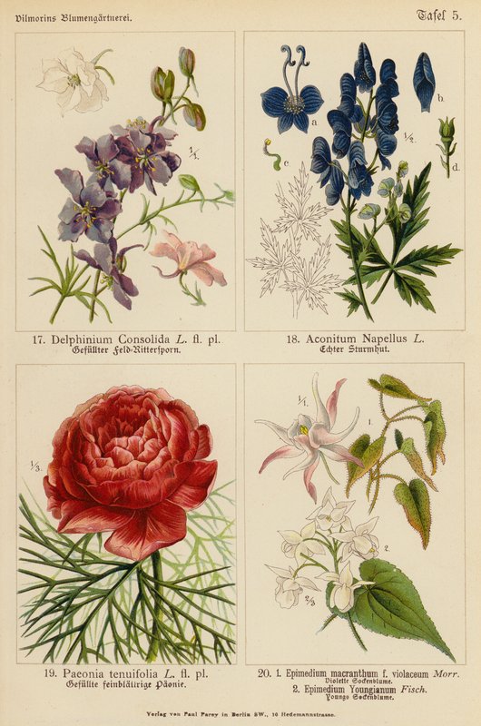 Delphinium Consolida, Aconitum Napellus, Paeonia Tenuifolia, Epimedium Macranthum F Violaceum, Epimedium Youngianum (väri litossa). tekijältä (after) German School