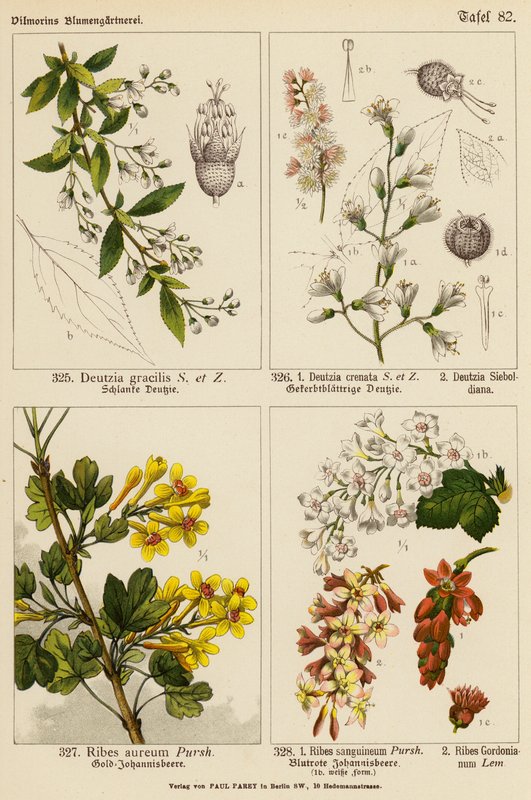 Deutzia Gracilis, Deutzia Crenata, Deutzia Sieboldiana, Ribes Aureum, Ribes Sanguineum, Ribes Gordonianum (väriliitos). tekijältä (after) German School