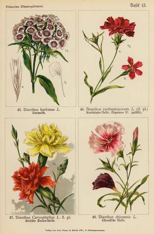 Dianthus Barbatus, Dianthus Carthusianorum, Dianthus Caryophyllus, Dianthus Chinensis (väriliitossa) tekijältä (after) German School