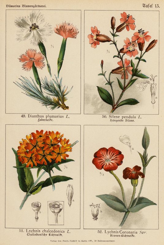 Dianthus Plumarius, Silene Pendula, Lychnis Chalcedonica, Lychnis Coronaria (värilitot). tekijältä (after) German School