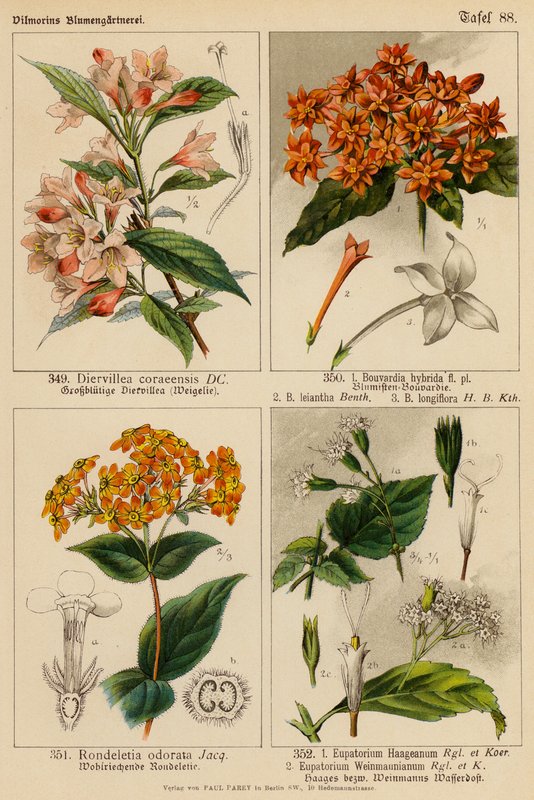 Diervillea Coraeensis, Bouvardia Hybrida, Bouvardia Leiantha, Bouvardia Longiflora, Rondeletia Odorata, Eupatorium Haageanum, Eupatorium Weinmaunianum (värilitro). tekijältä (after) German School