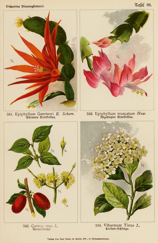 Epiphyllum Gaertneri, Epiphyllum Truncatum, Cornus Mas, Viburnum Tinus (väriliitos). tekijältä (after) German School