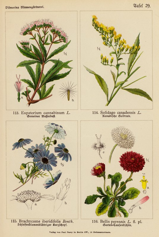 Eupatorium Cannabinum, Solidago Canadensis, Brachycome Iberidifolia, Bellis Perennis (väri litossa). tekijältä (after) German School