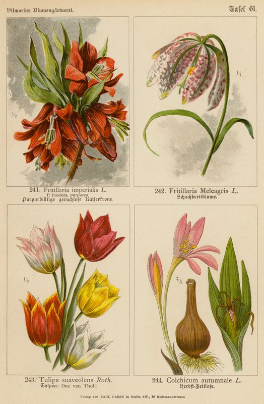 Fritillaria Imperialis, Fritillaria Meleagris, Tulipa Suaveolens, Colchicum Autumnale (värilitro). tekijältä (after) German School