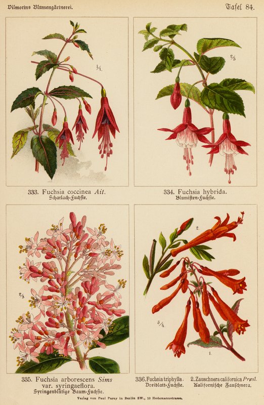 Fuchsia Coccinea, Fuchsia Hybrida, Fuchsia Arborescens, Fuchsia Triphylla, Zauschnera Californica (värilitosiini). tekijältä (after) German School