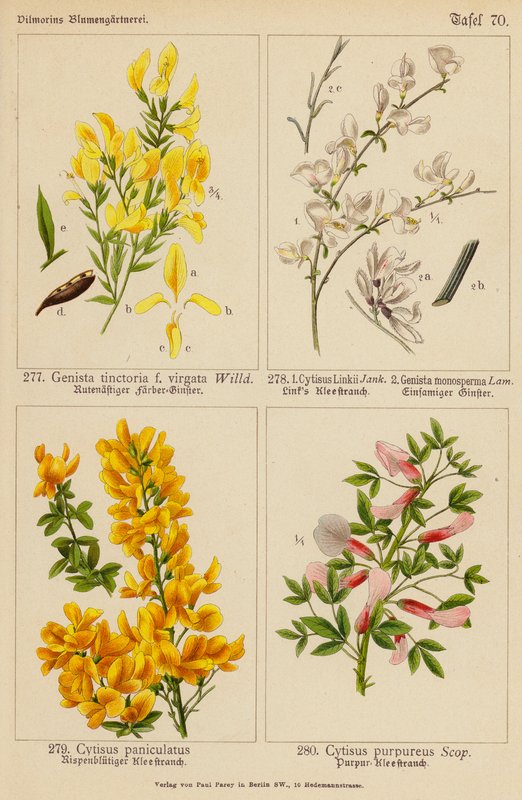 Genista Tinctoria, Cytisus Linkii, Genista Monosperma, Cytisus Paniculatus, Cytisus Purpureus (värilitro). tekijältä (after) German School