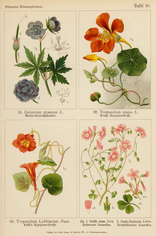 Geranium Pratense, Tropaeolum Majus, Tropaeolum Lobbianum, Oxalis Rosea, Oxalis Floribunda (väri litossa). tekijältä (after) German School