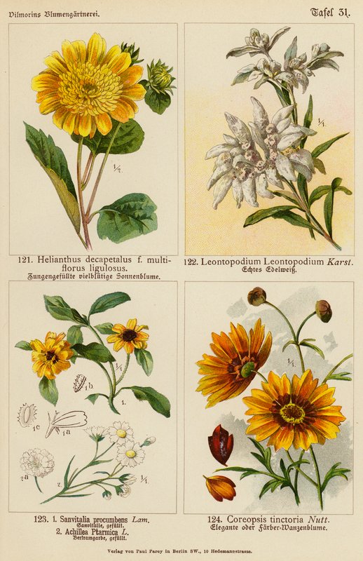 Helianthus Decapetalus, Leontopodium Leontopodium, Sanvitalia Procumbens, Achillea Ptarmica, Coreopsis Tinctoria (väri lit.) tekijältä (after) German School