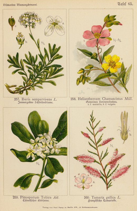 Iberis Sempervirens, Helianthemum Chamaecistus, Pittosporum Tobira, Tamarix Gallica (väriliitos). tekijältä (after) German School