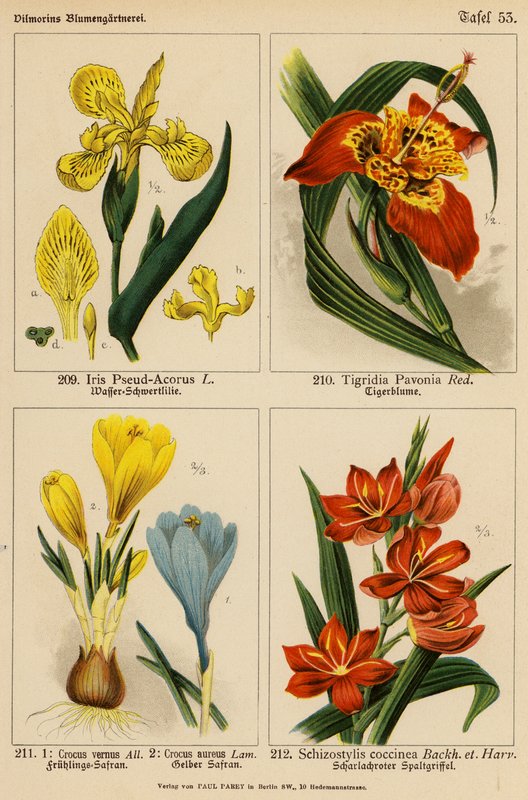 Iris Pseud-Acorus, Tigridia Pavonia, Crocus Vernus, Crocus Aureus, Schizostylis Coccinea (väri litossa). tekijältä (after) German School