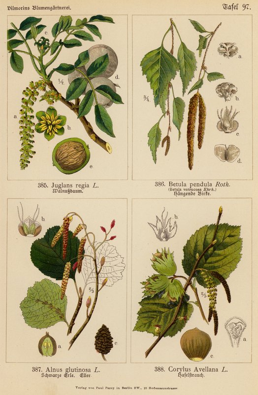 Juglans Regia, Betula Pendula, Alnus Glutinosa, Corylus Avellana (väri litossa). tekijältä (after) German School
