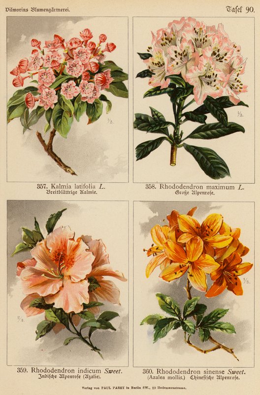 Kalmia Latifolia, Rhododendron Maximum, Rhododendron Indicum, Rhododendron Sinense (väriliitossa). tekijältä (after) German School