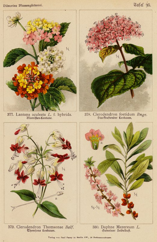 Lantana Aculeata, Clerodendron Foetidum, Clerodendron Thomsonae, Daphne Mezereum (värilitografia) tekijältä (after) German School