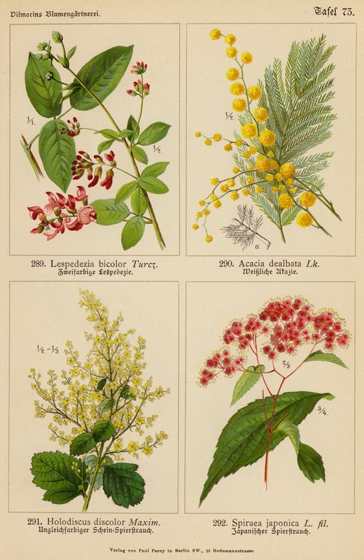 Lespedezia Bicolor, Acacia Dealbata, Holodiscus Discolor, Spiraea Japonica (värilitro). tekijältä (after) German School