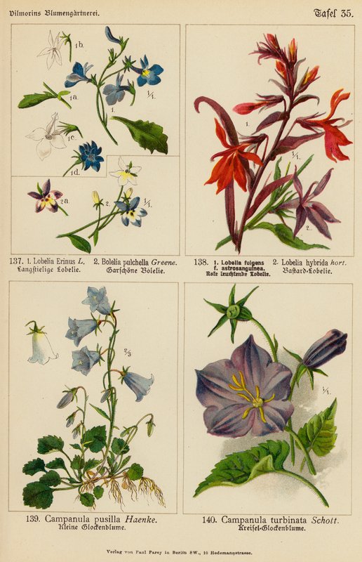 Lobelia Erinus, Bolelia Pulchella, Lobelia Fulgens, Lobelia Hybrida, Campanula Pusilla, Campanula Turbinata (väri litografia). tekijältä (after) German School