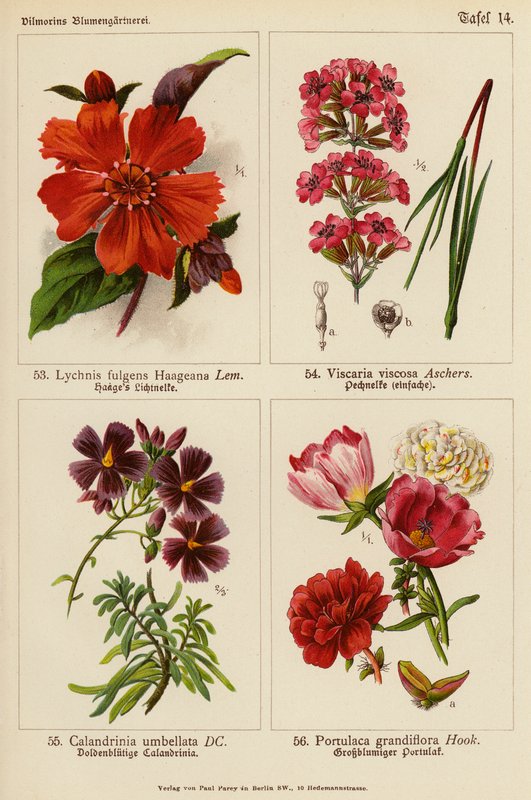 Lychnis Fulgens Haageana, Viscaria Viscosa, Calandrinia Umbellata, Portulaca Grandiflora (väriliitos). tekijältä (after) German School
