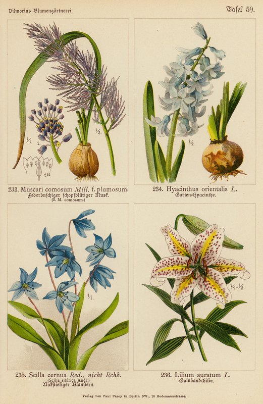 Muscari Comosum, Hyacinthus Orientalis, Scilla Cernua, Lilium Auratum (väri litossa). tekijältä (after) German School