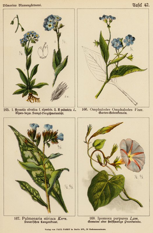Myosotis silvatica, Myosotis palustris, Omphalodes omphalodes, Pulmonaria stiriaca, Ipomoea purpurea (väri lit.) tekijältä (after) German School
