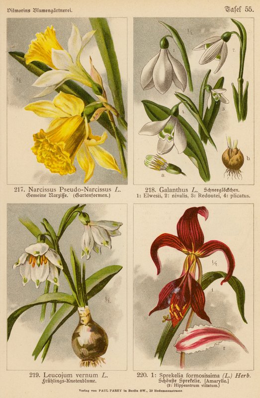 Narcissus Pseudo-Narcissus, Galanthus, Leucojum Vernum, Sprekelia Formosissima (värilitot). tekijältä (after) German School