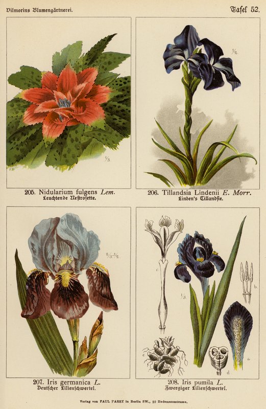 Nidularium Fulgens, Tillandsia Lindenii, Iris Germanica, Iris Pumila (väri litossa). tekijältä (after) German School
