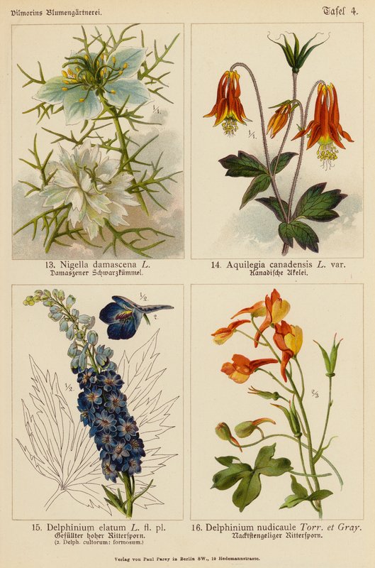Nigella Damascena, Aquilegia Canadensis, Delphinium Elatum, Delphinium Nudicaule (värilitot). tekijältä (after) German School
