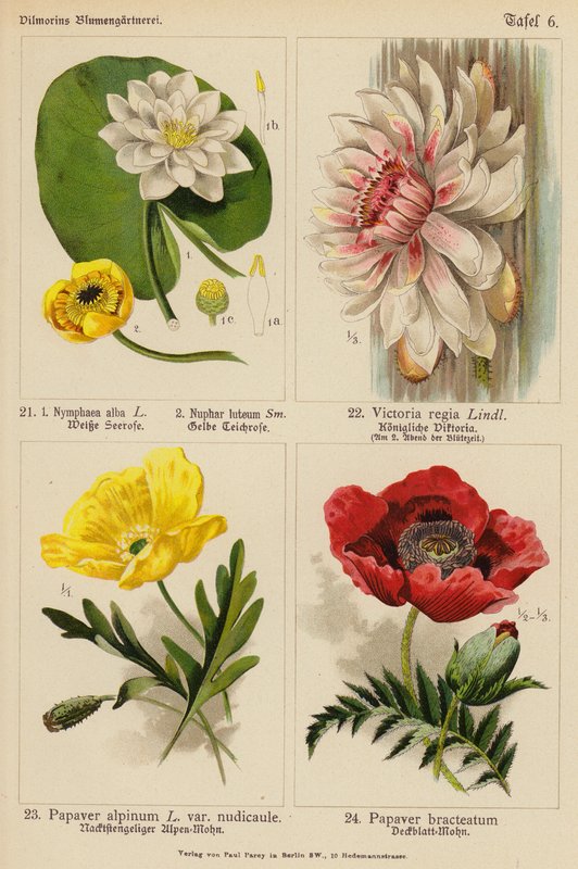 Nymphaea Alba, Nuphar Luteum, Victoria Regia, Papaver Alpinum, Papaver Bracteatum (värilitro). tekijältä (after) German School