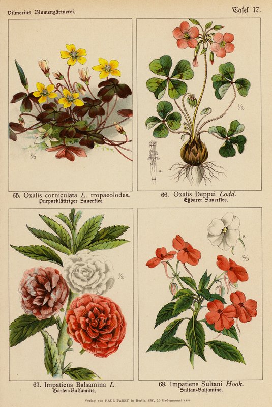 Oxalis Corniculata, Oxalis Deppei, Impatiens Balsamina, Impatiens Sultani (väriliitos). tekijältä (after) German School