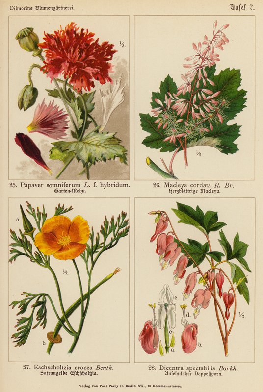 Papaver Somniferum, Macleya Cordata, Eschscholtzia Crocea, Dicentra Spectabilis (väriliitos). tekijältä (after) German School
