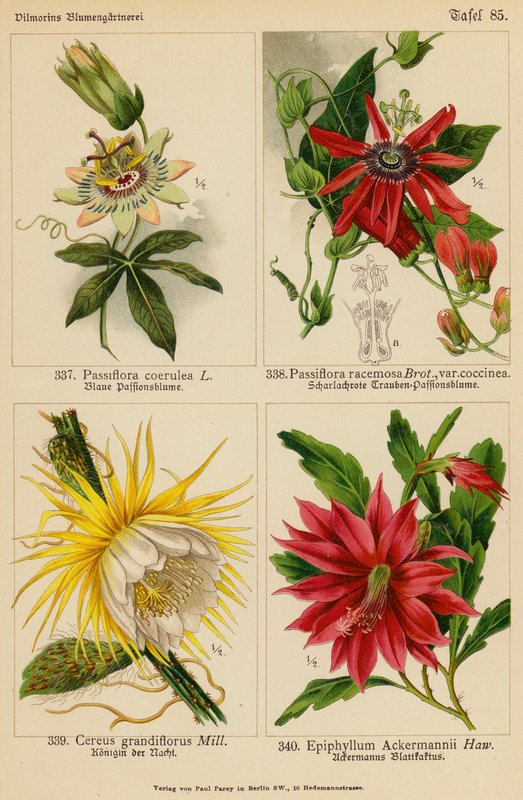 Passiflora Coerulea, Passiflora Racemosa, Cereus Grandiflorus, Epiphyllum Ackermannii (väri litossa). tekijältä (after) German School