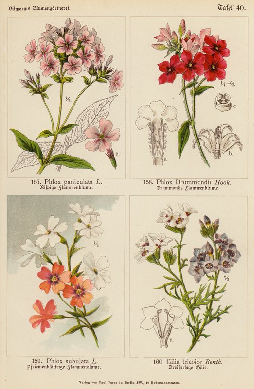 Phlox Paniculata, Phlox Drummondii, Phlox Subulata, Gilia Tricolor (värilitro). tekijältä (after) German School