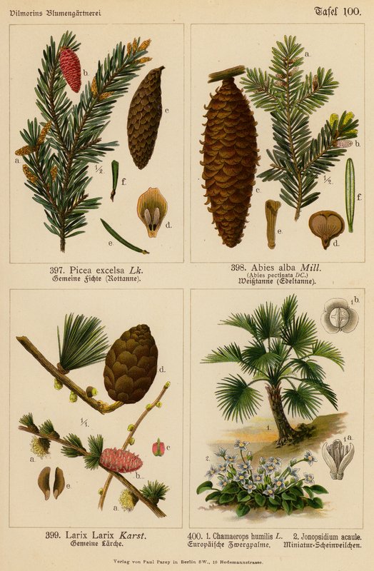 Picea Excelsa, Abies Alba, Larix Larix, Chamaerops Humilis, Jonopsidium Acaule (värilitro). tekijältä (after) German School