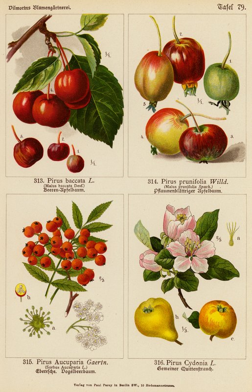Pirus Baccata, Pirus Prunifolia, Pirus Aucuparia, Pirus Cydonia (värilitot). tekijältä (after) German School