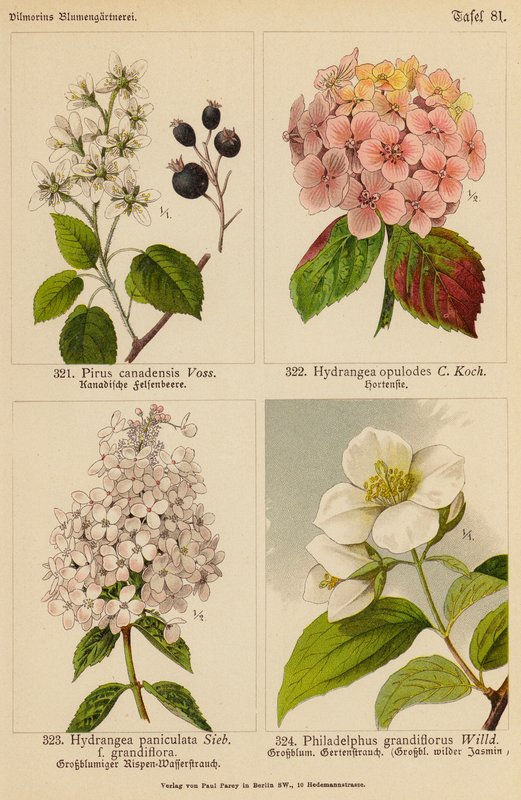 Pirus Canadensis, Hydrangea Opulodes, Hydrangea Paniculata, Philadelphus Grandiflorus (väriliitos). tekijältä (after) German School