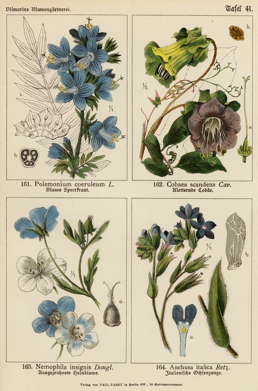 Polemonium Coeruleum, Cobaea Scandens, Nemophila Insignis, Anchusa Italica (väriliitos). tekijältä (after) German School