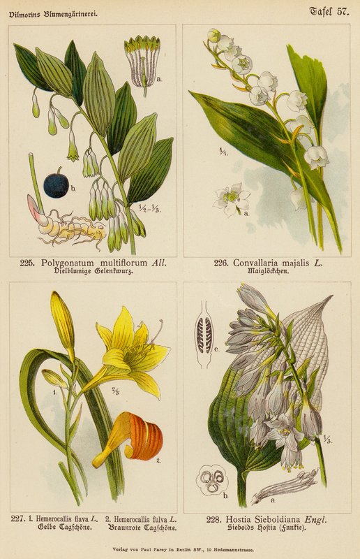 Polygonatum Multiflorum, Convallaria Majalis, Hemerocallis Flava, Hemerocallis Fulva, Hostia Sieboldiana (väri lit.) tekijältä (after) German School