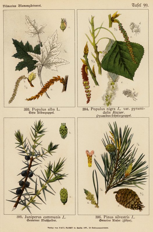 Populus Alba, Populus Nigra, Juniperus Communis, Pinus Silvestris (väri litografia). tekijältä (after) German School