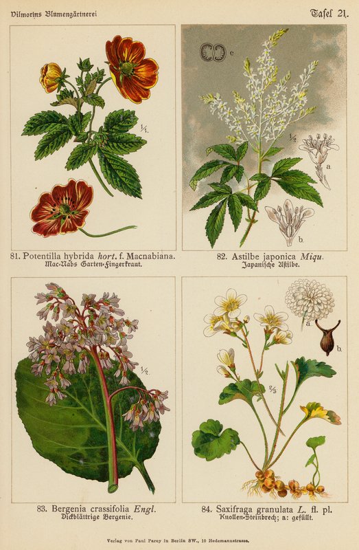 Potentilla Hybrida, Astilbe Japonica, Bergenia Crassifolia, Saxifraga Granulata (väri litossa). tekijältä (after) German School