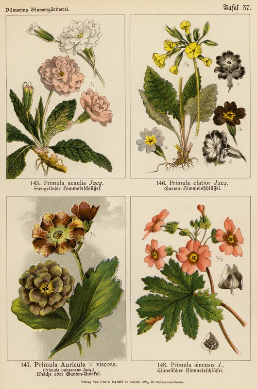 Primula Acaulis, Primula Elatior, Primula Auricula x Viscoa, Primula Pubescens, Primula Sinensis (värilitosiini). tekijältä (after) German School