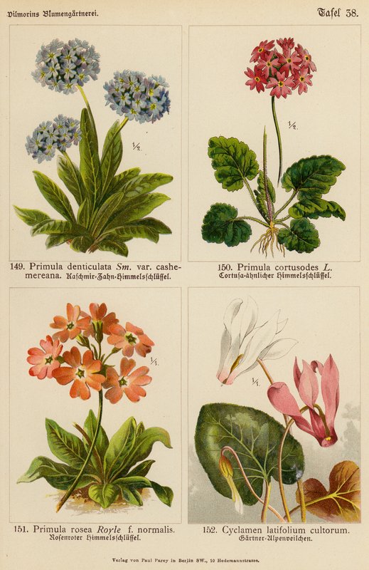Primula Denticulata, Primula Cortusodes, Primula Rosea, Cyclamen Latifolium Cultorum (väri litossa). tekijältä (after) German School