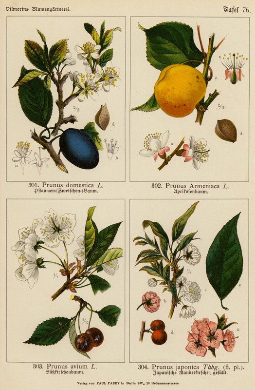 Prunus Domestica, Prunus Armeniaca, Prunus Avium, Prunus Japonica (värilitot) tekijältä (after) German School