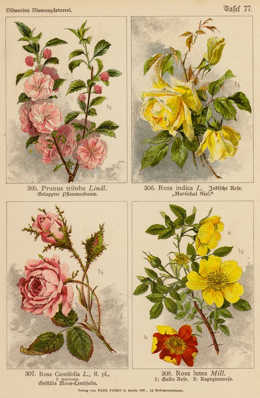 Prunus Triloba, Rosa Indica, Rosa Centifolia, Rosa Lutea (värilitho). tekijältä (after) German School