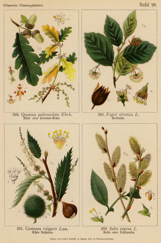 Quercus Pedunculata, Fagus Silvatica, Castanea Vulgaris, Salix Caprea (värilitot). tekijältä (after) German School