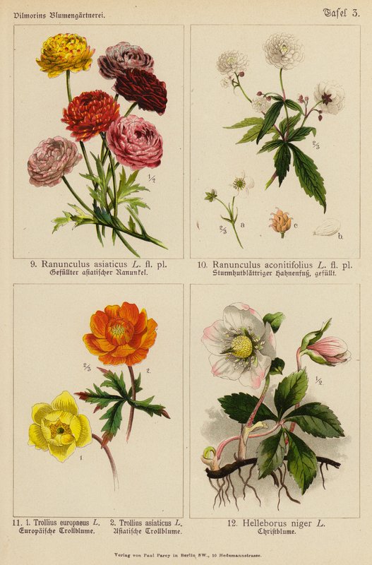 Ranunculus Asiaticus, Ranunculus Aconitifolius, Trollius Europeaeus, Trollius Asiaticus, Helleborus Niger (väriliitossa) tekijältä (after) German School