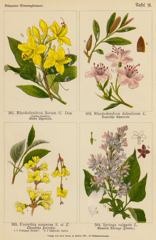 Rhododendron Flavum, Rhododendron Dahuricum, Forsythia Suspensa, Syringa Vulgaris (väri litossa). tekijältä (after) German School