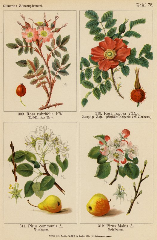 Rosa Rubrifolia, Rosa Rugosa, Pirus Communis, Pirus Malus (väri litografia). tekijältä (after) German School