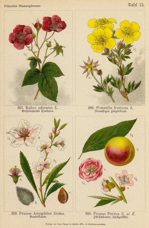 Rubus Odoratus, Potentilla Fruticosa, Prunus Amygdalus, Prunus Persica (värilitra). tekijältä (after) German School