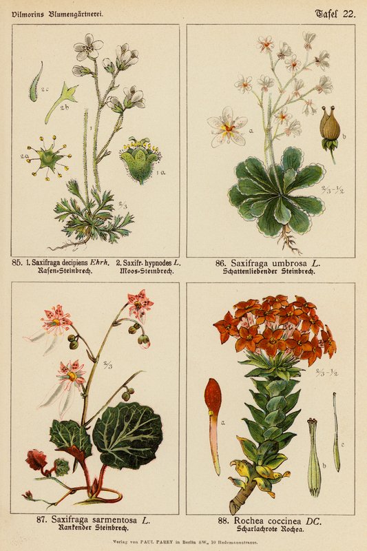 Saxifraga Decipiens, Saxifraga Hypnodes, Saxifraga Umbrosa, Saxifraga Sarmentosa, Rochea Coccinea (väri lit.) tekijältä (after) German School