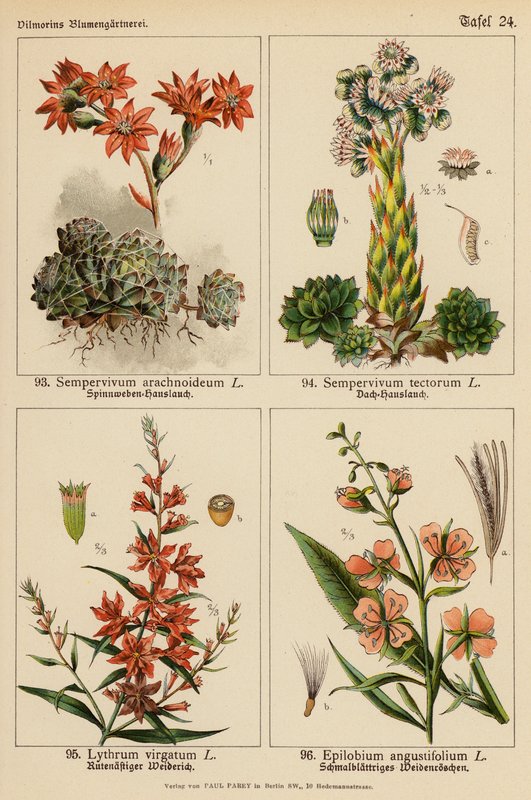 Sempervivum Arachnoideum, Sempervivum Tectorum, Lythrum Virgatum, Epilobium Angustifolium (väri litossa). tekijältä (after) German School